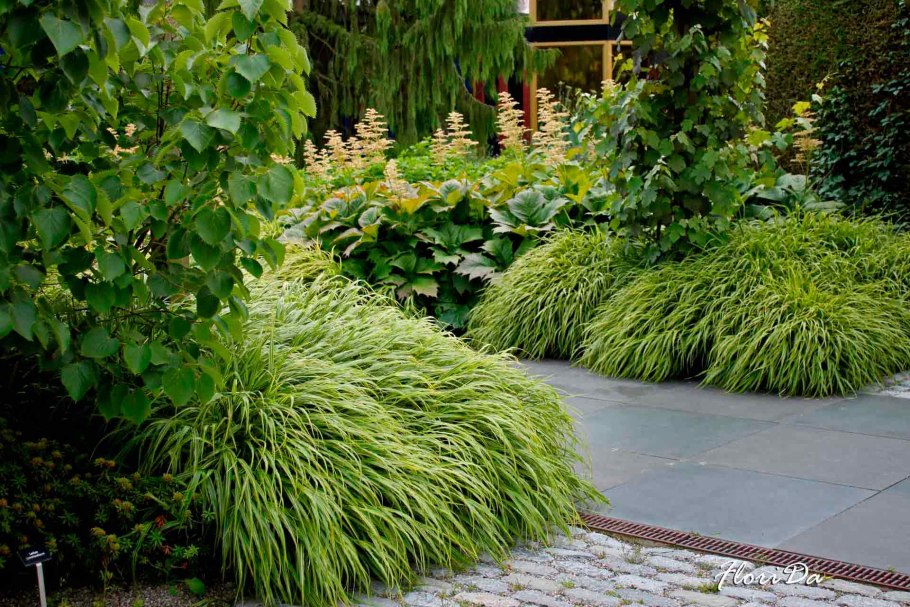 Осока Вариегата d10 Lav