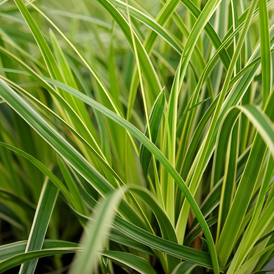 Просо прутьевидное хеви метал