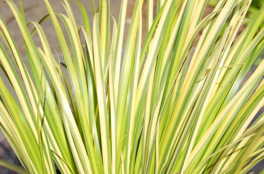 Carex ciliatomarginata »Treasure Island»