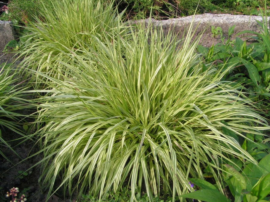 Вейник Calamagrostis Overdam