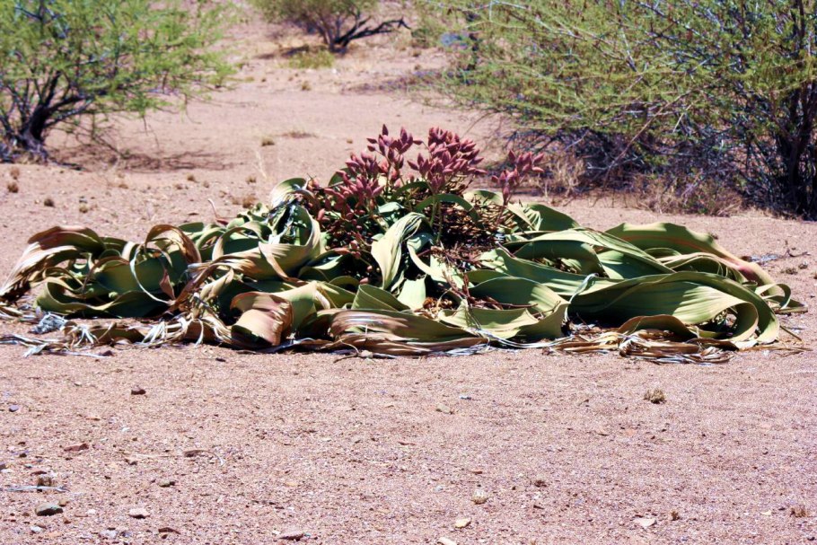 Пустыня Намиб вельвичия