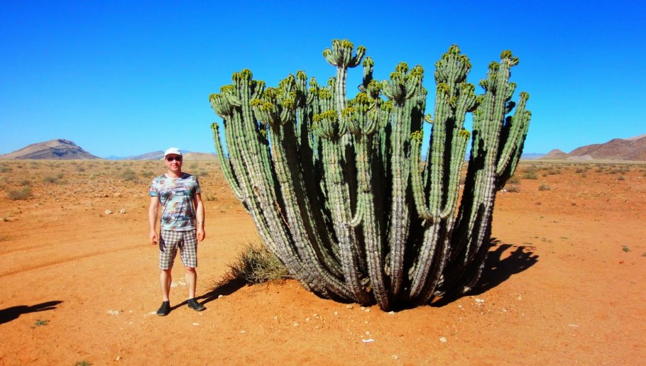 Пустыня Калахари молочаи