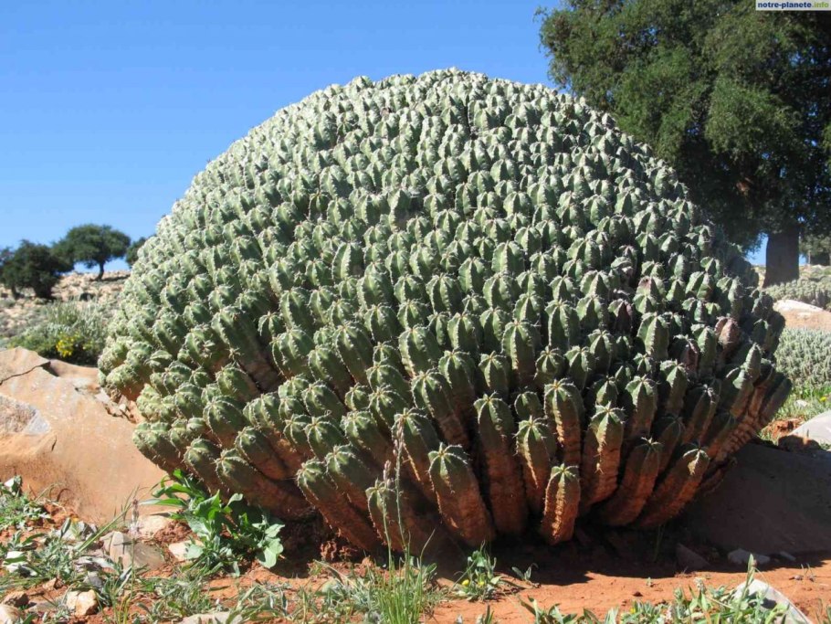 Молочай колючка Африка