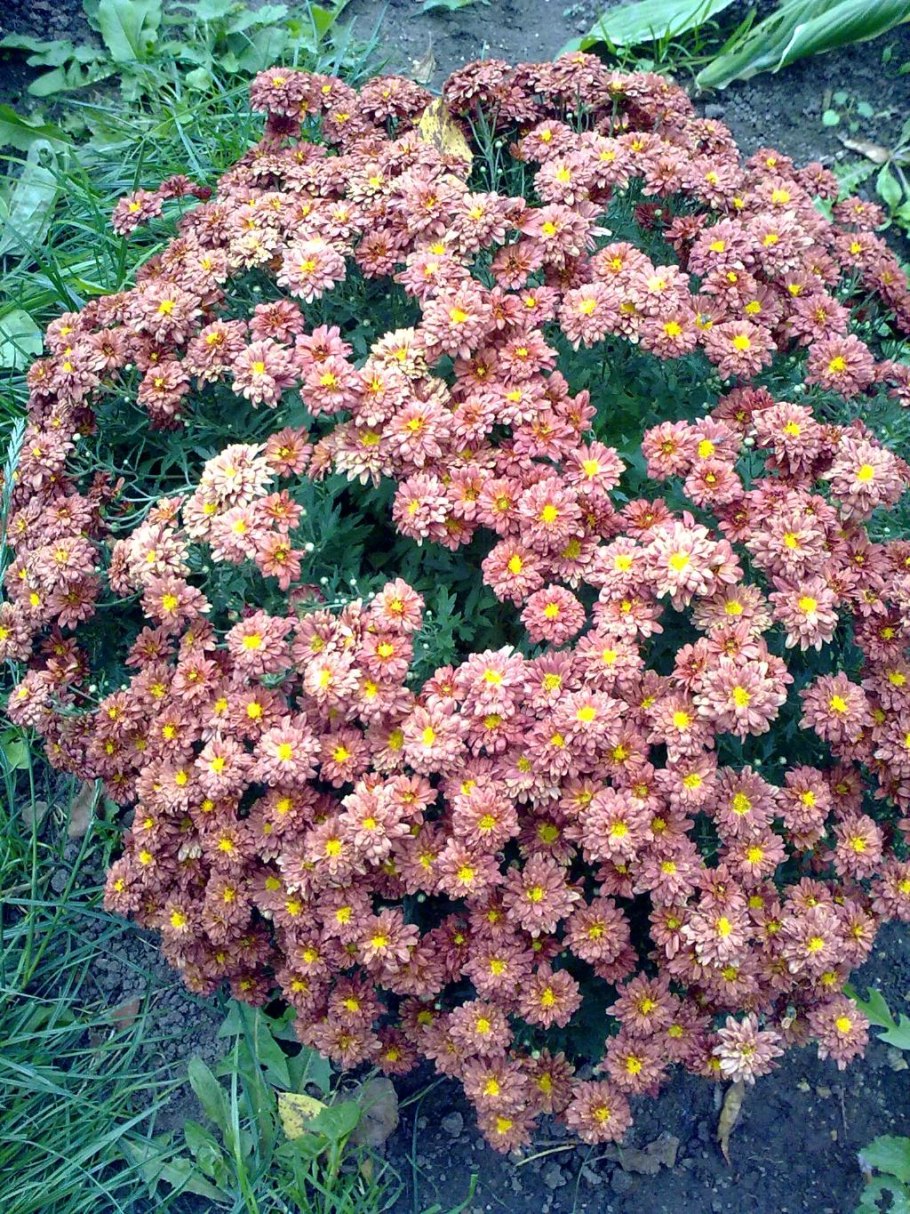 Хризантемы дачные