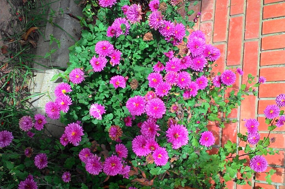 Хризантема корейская малиновая