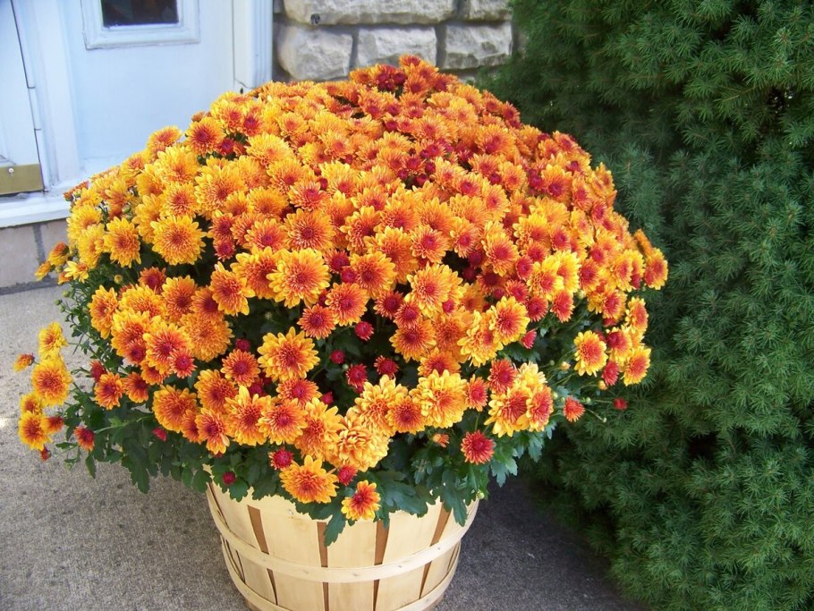 Хризантема мультифлора Фортуна