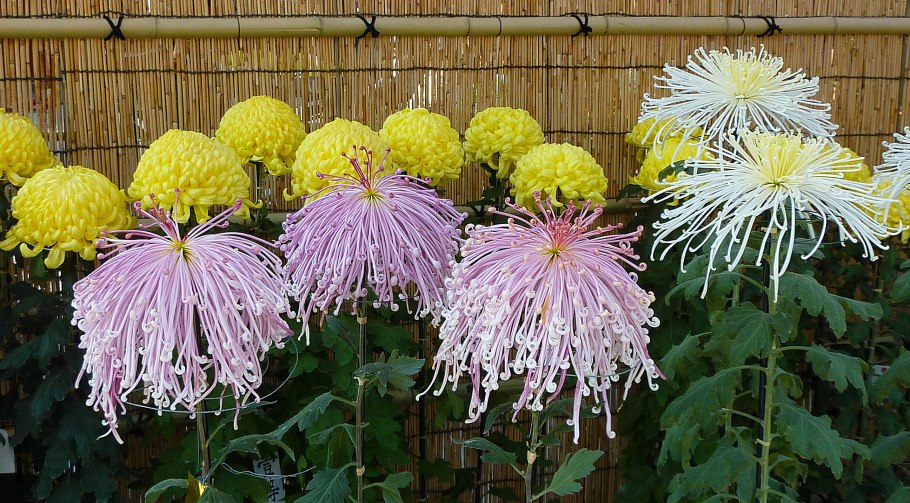 Хризантема длиннолепестковая