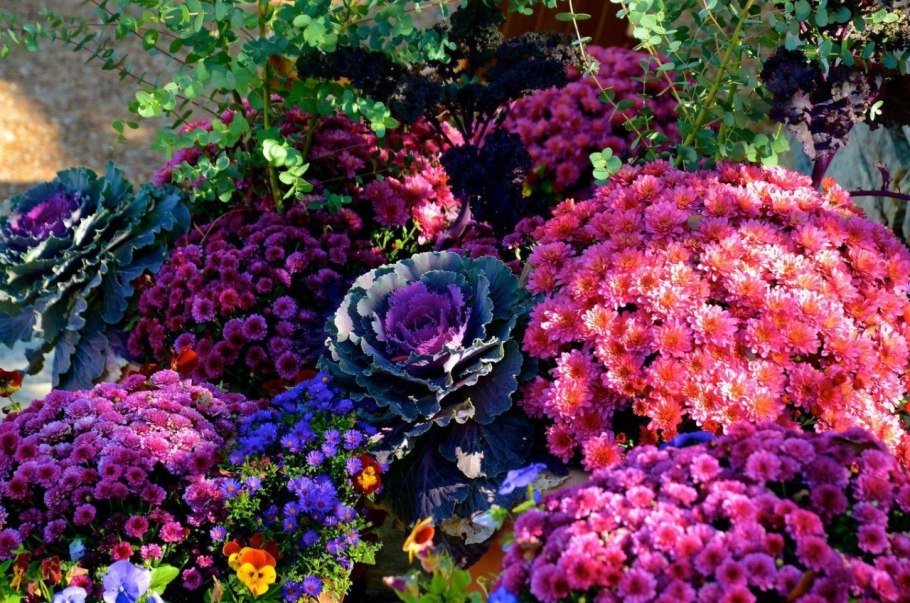 Многолетники хризантемы низкорослые