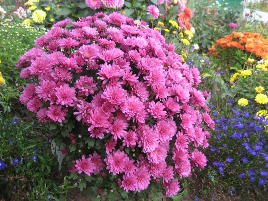 Хризантема мультифлора Лилак