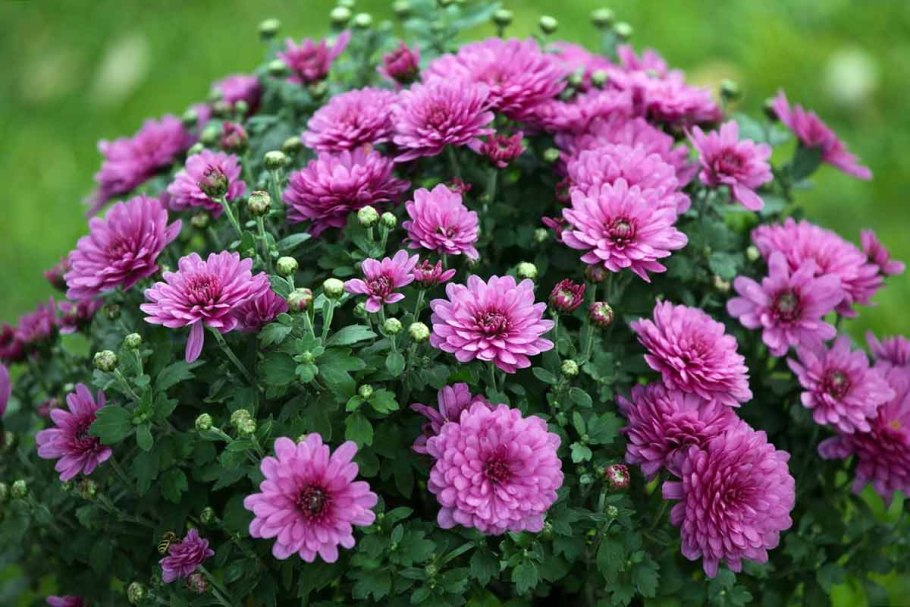 Хризантемы садовые многолетние долгоцветущие