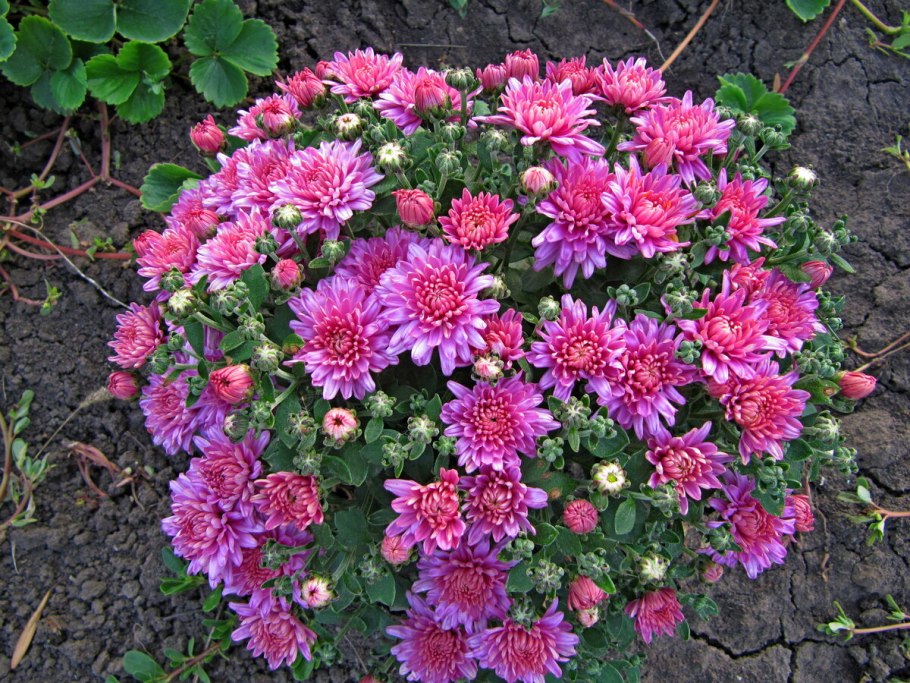 Многолетники хризантемы низкорослые