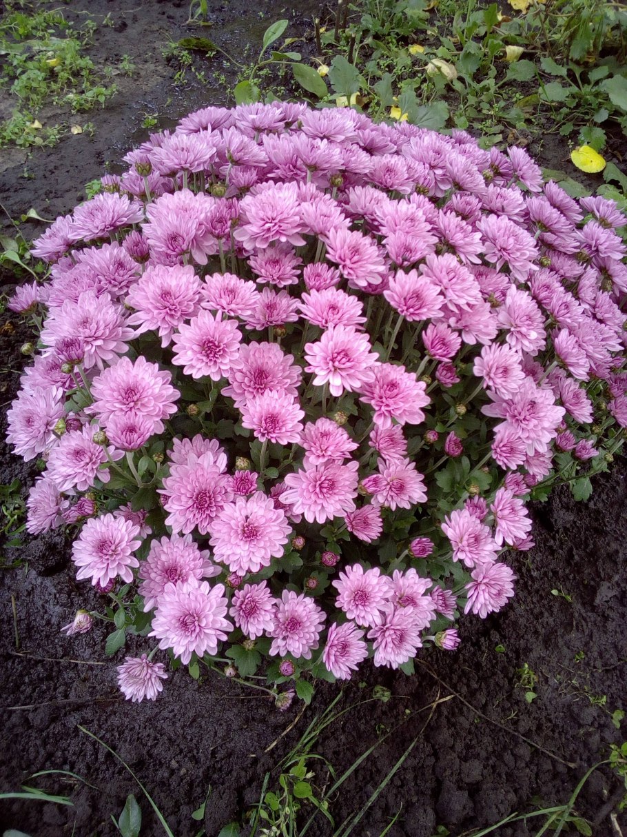 Хризантема Фуджи Сноу