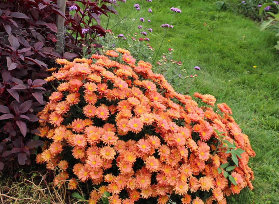 Астра кустарниковая оранжевая