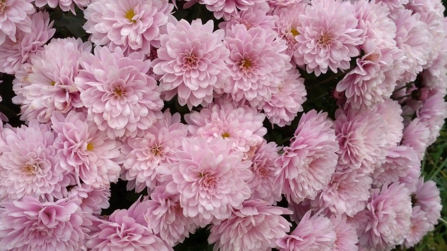 Астра бордюрная многолетняя низкорослая