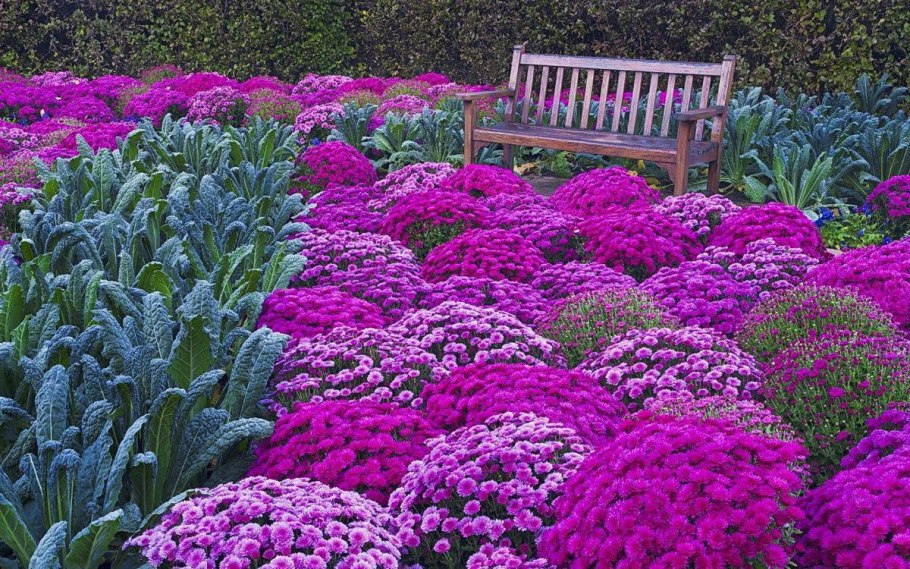 Многолетники хризантемы низкорослые