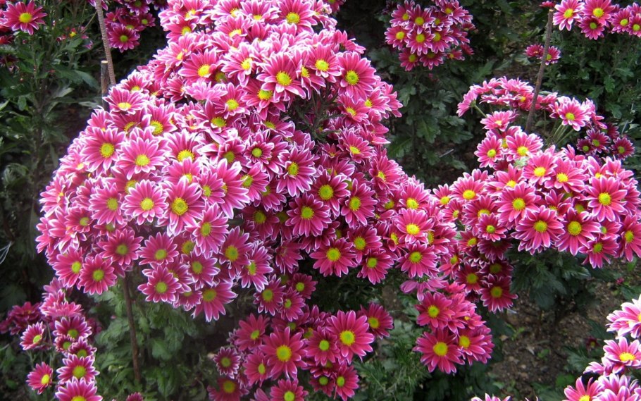 Хризантема Арлекин