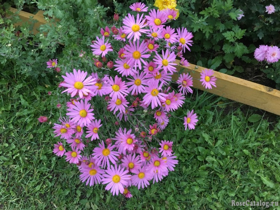 Хризантема мультифлора первоклассница