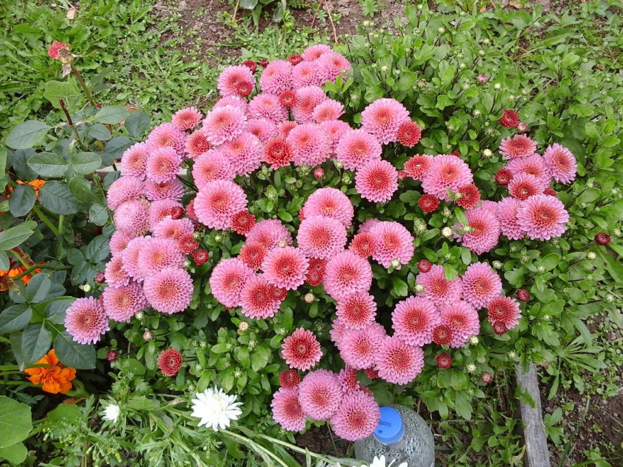 Хризантема мультифлора шаровидная