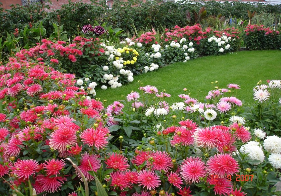 Хризантемы многолетники