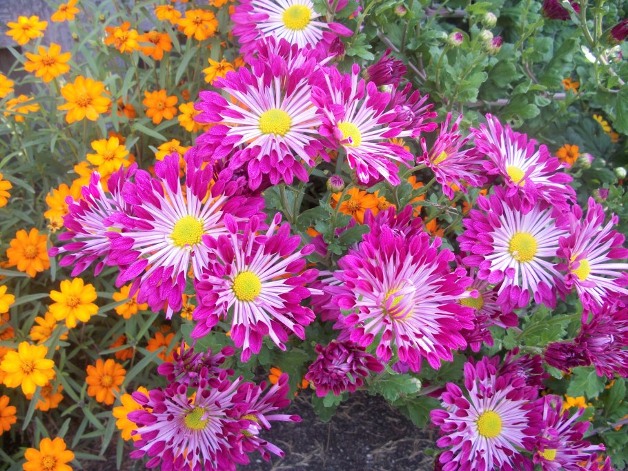 Хризантема корейская Мариэтта