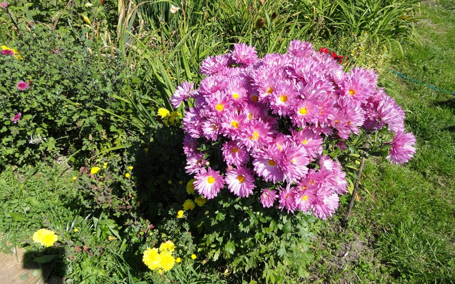 Хризантема корейская juweeltje Extra