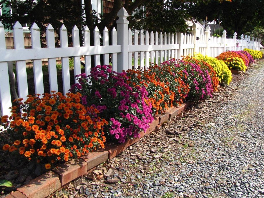 Хризантема мультифлора вдоль дорожки