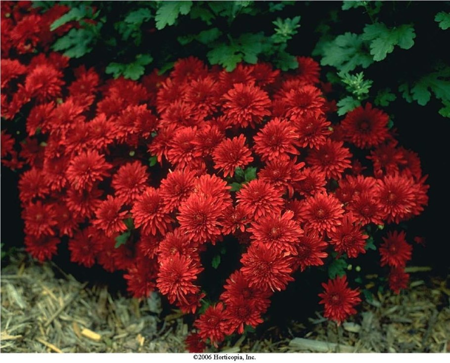 Хризантема мультифлора липсик