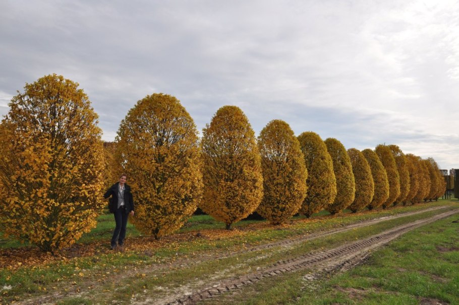 Дуб черешчатый Quercus Robur 'Fastigiata'