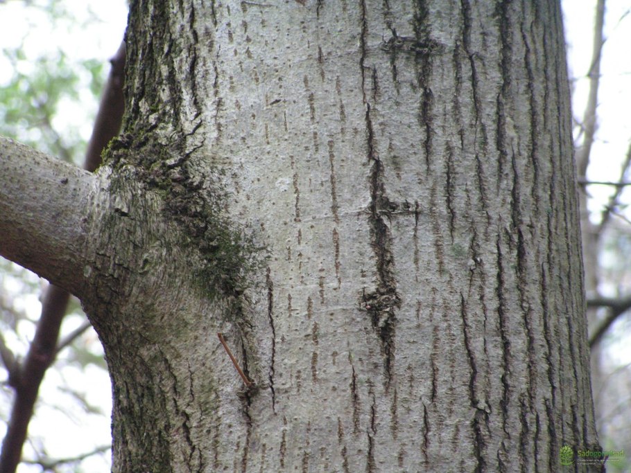 Туя Смарагд Тоскана