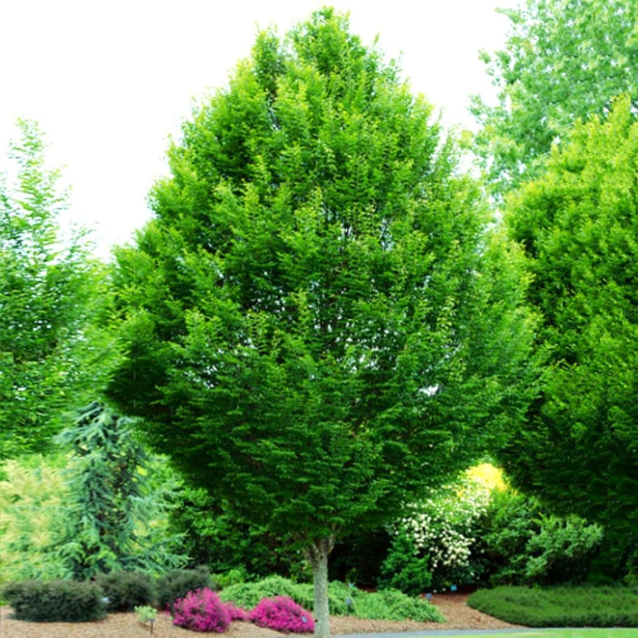 Хмелеграб граболистный