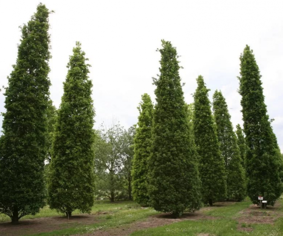 Граб (Carpinus betulus)