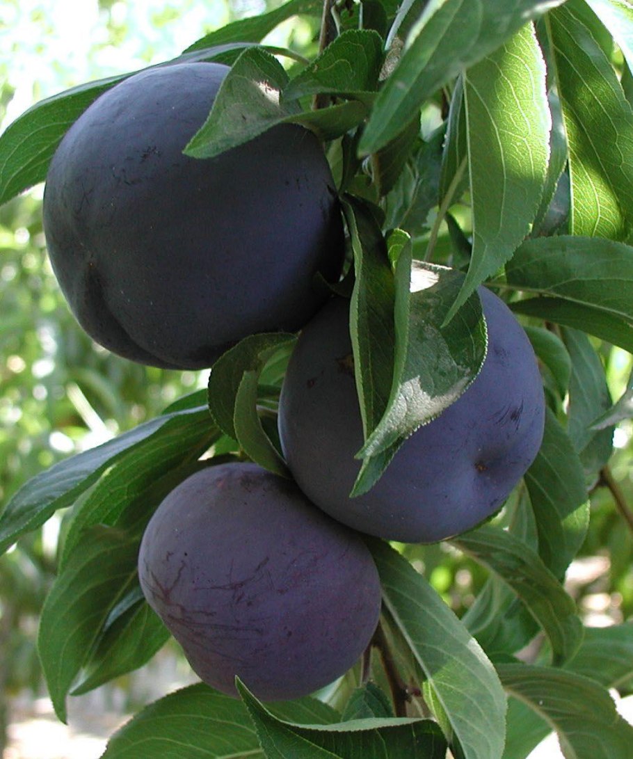 Материнская плата MSI 865gvm2-LS