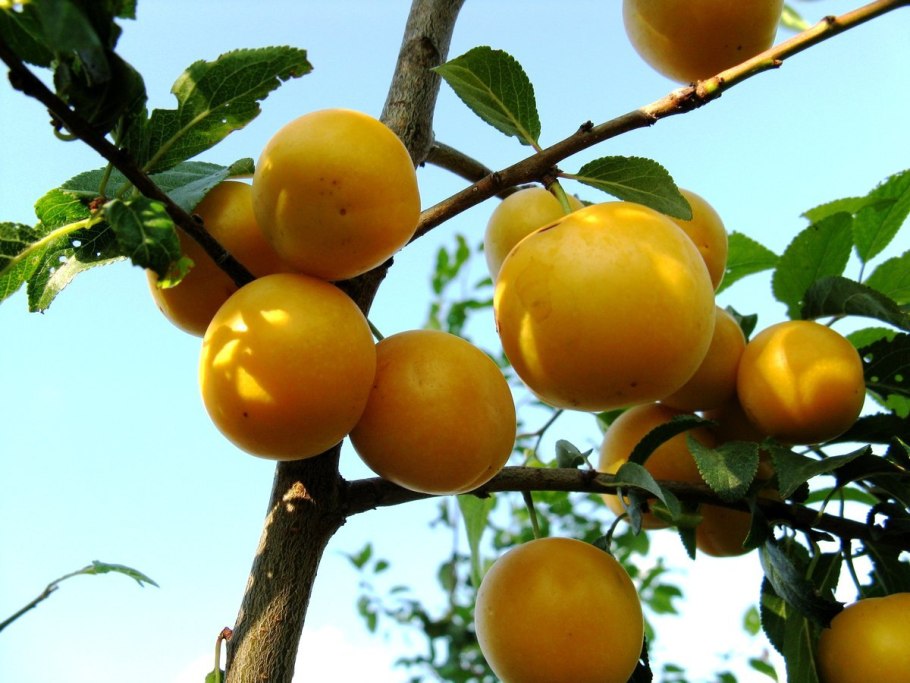 Сорт сливы Голден Плумза