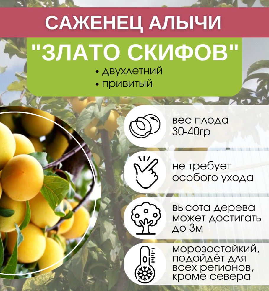 Слива колоновидная медовая