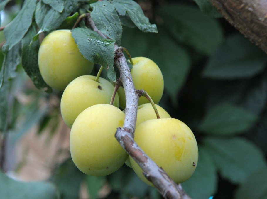 Алыча Кубанская желтая