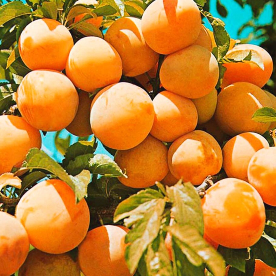 Слива Яхонтовая