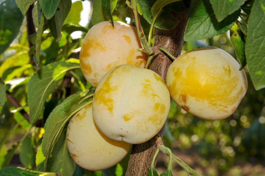 Слива колоновидная память Тимирязева 🔍