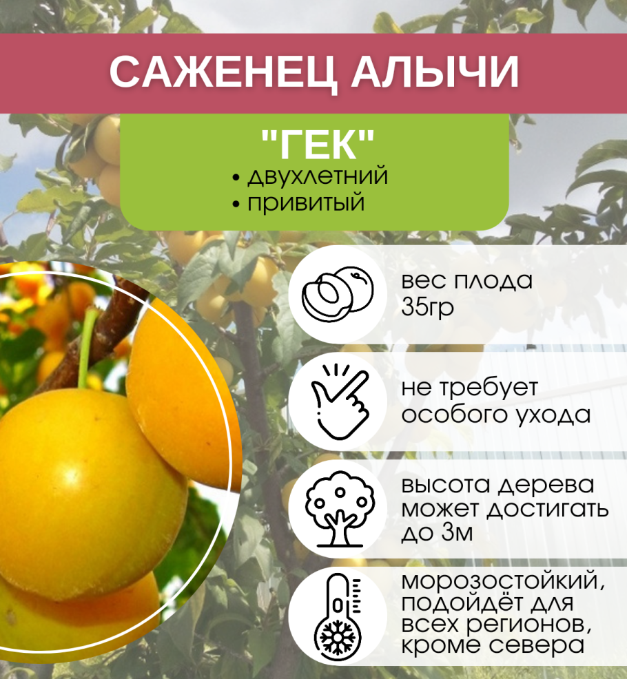 Слива Ренклод Альтана