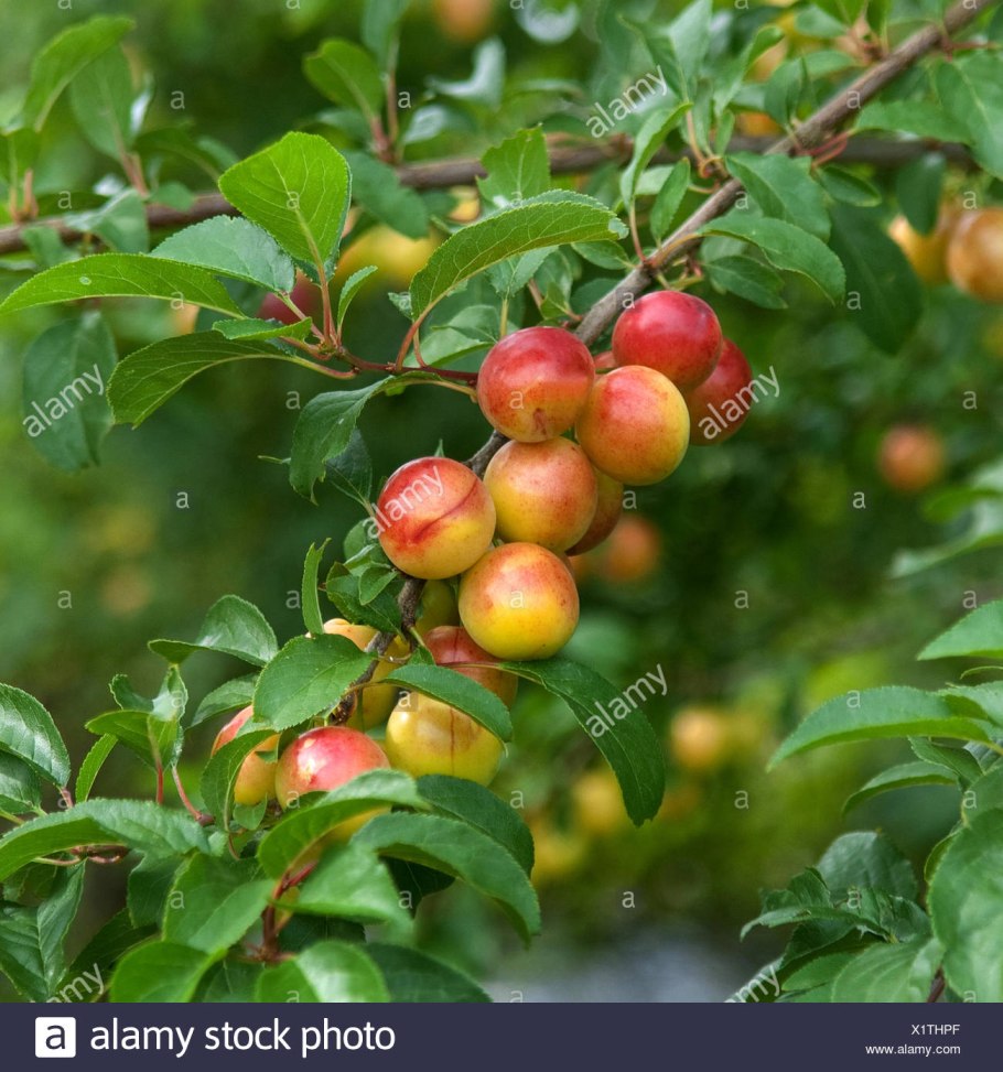 Слива Мирабель колоновидная