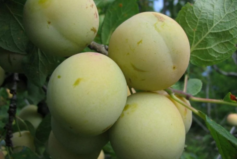 Слива желтая Яхонтовая