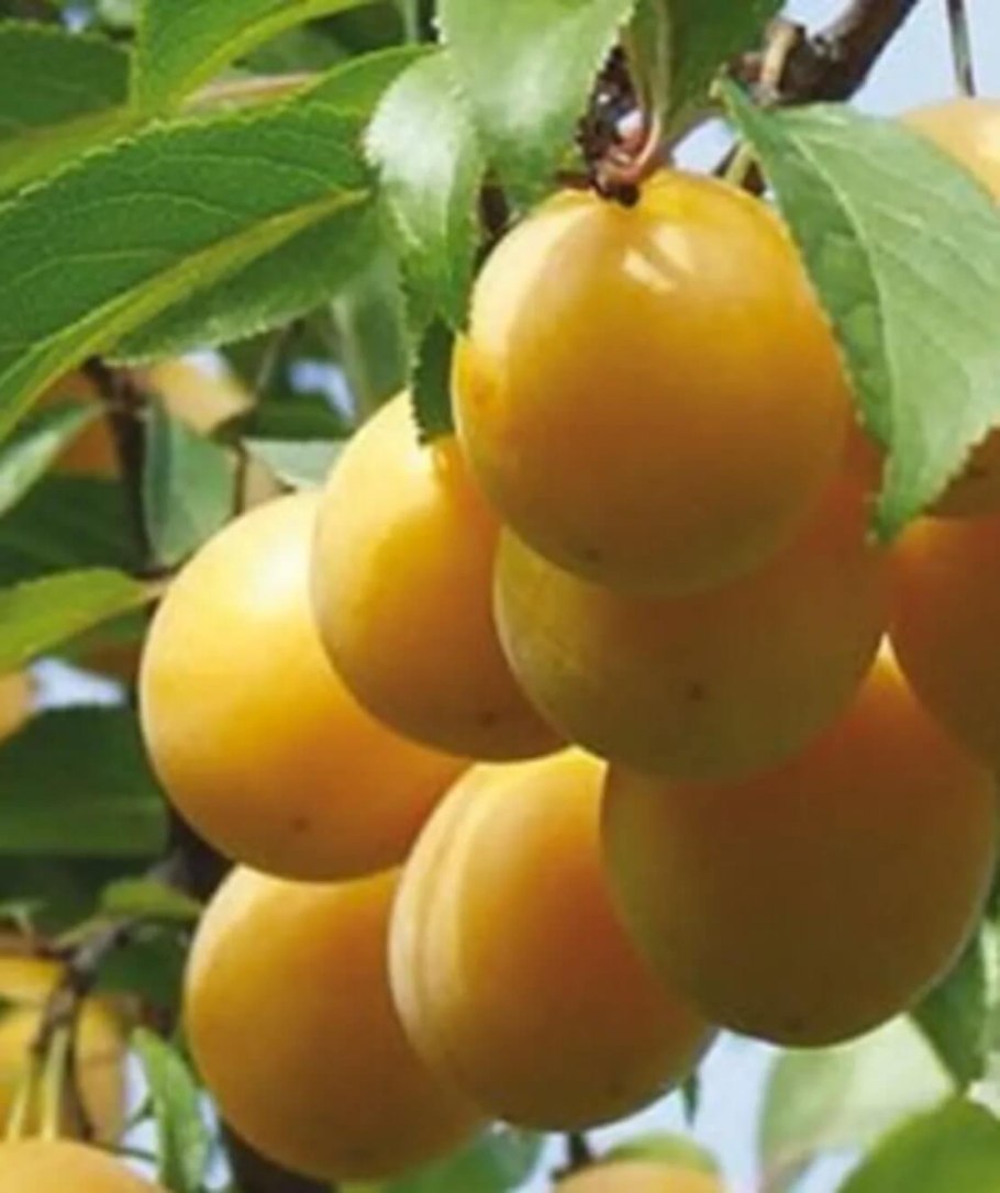 Алыча Иволга