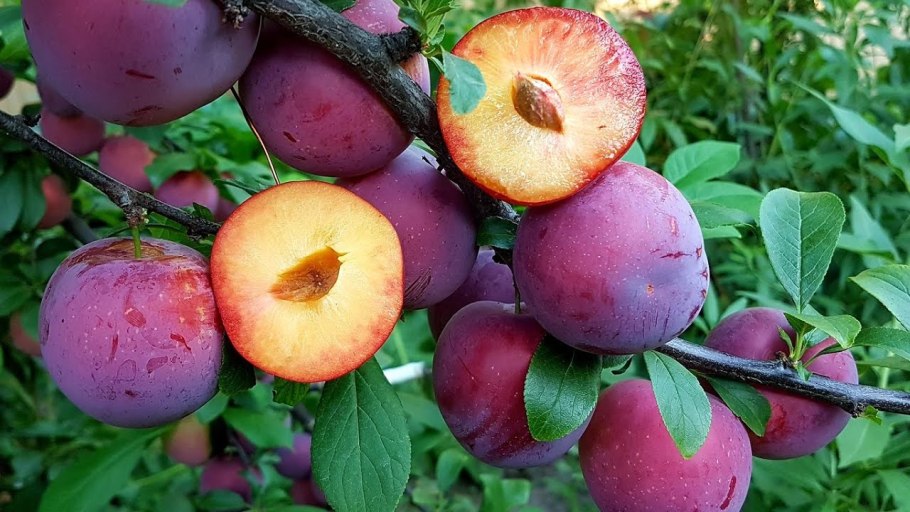 Слива желтая