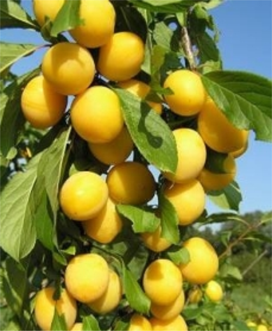 Слива китайская Супериор