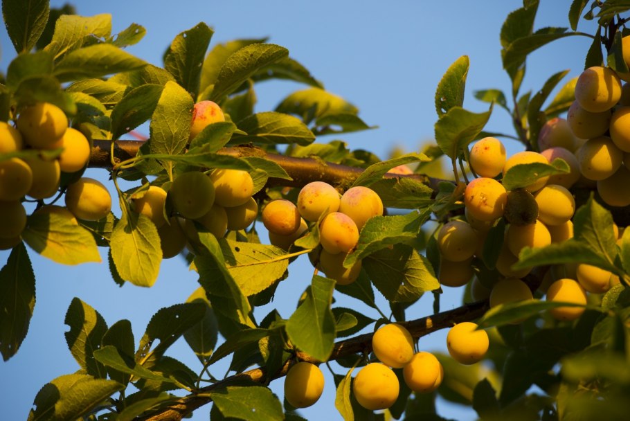 Слива сорт Формоза