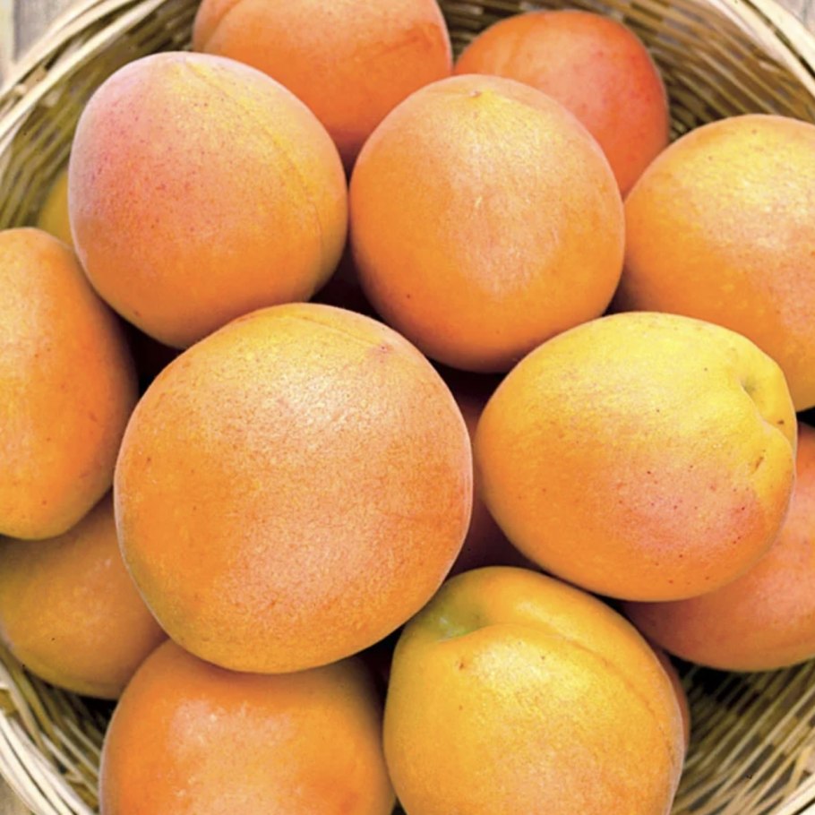 Слива китайская жёлтая Хопты