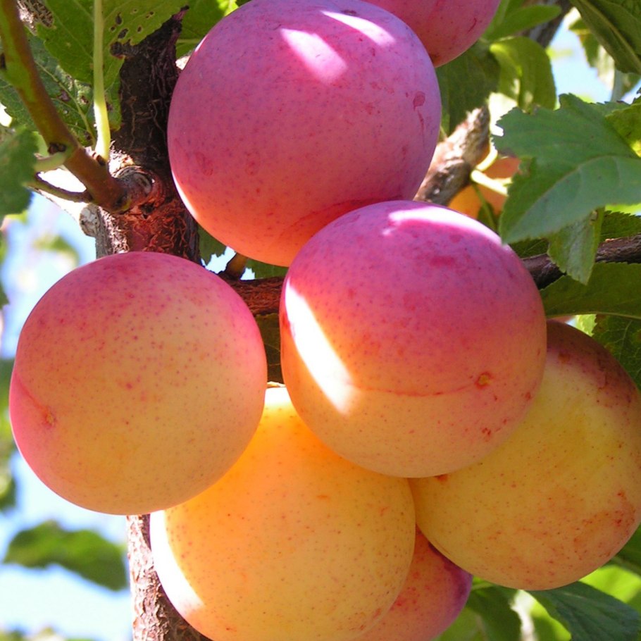 Алыча белая