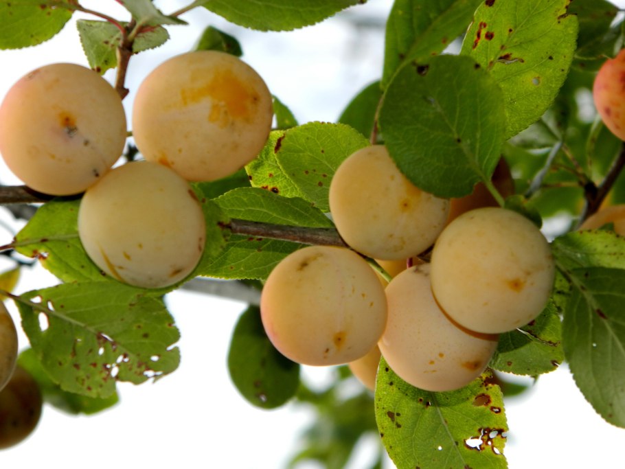 Слива алыча Империал