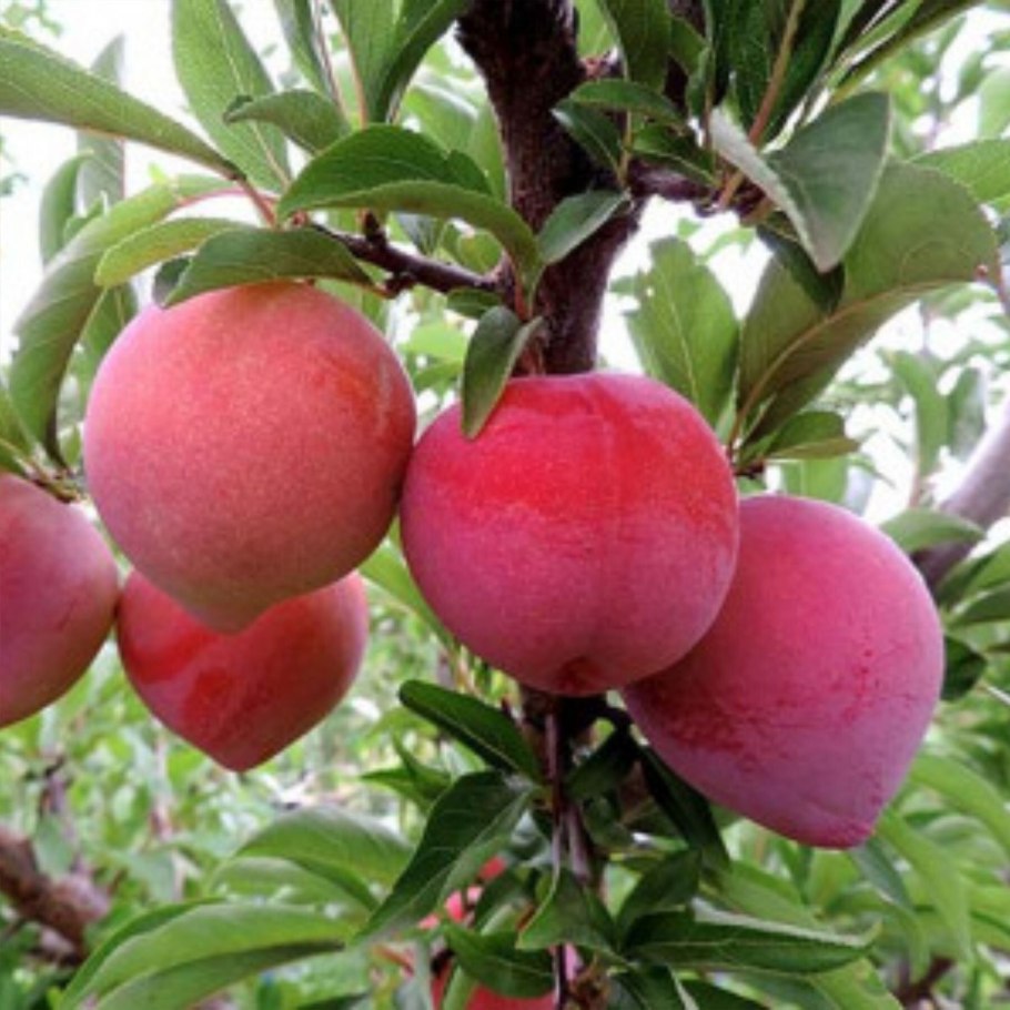 Слива Ренклод Тамбовский