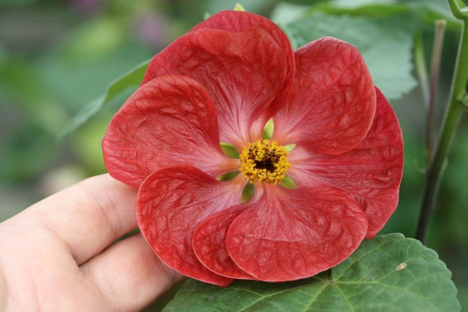 Абутилон Wisley Red