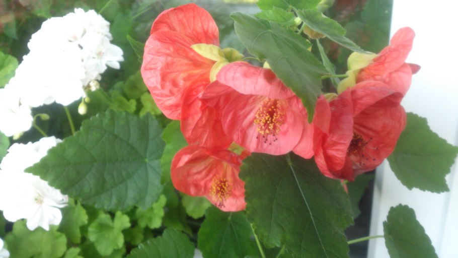 Абутилон Bella Pink